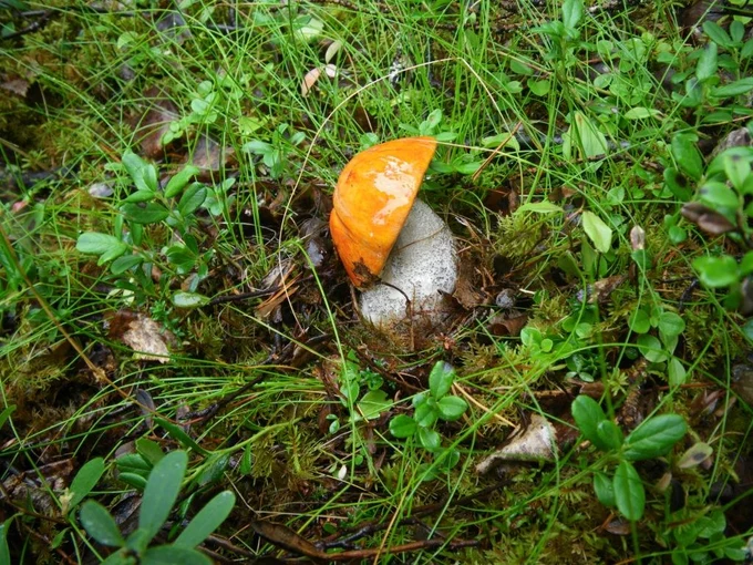 Рыба, грибы, ягоды. Дополнительная еда или мираж?